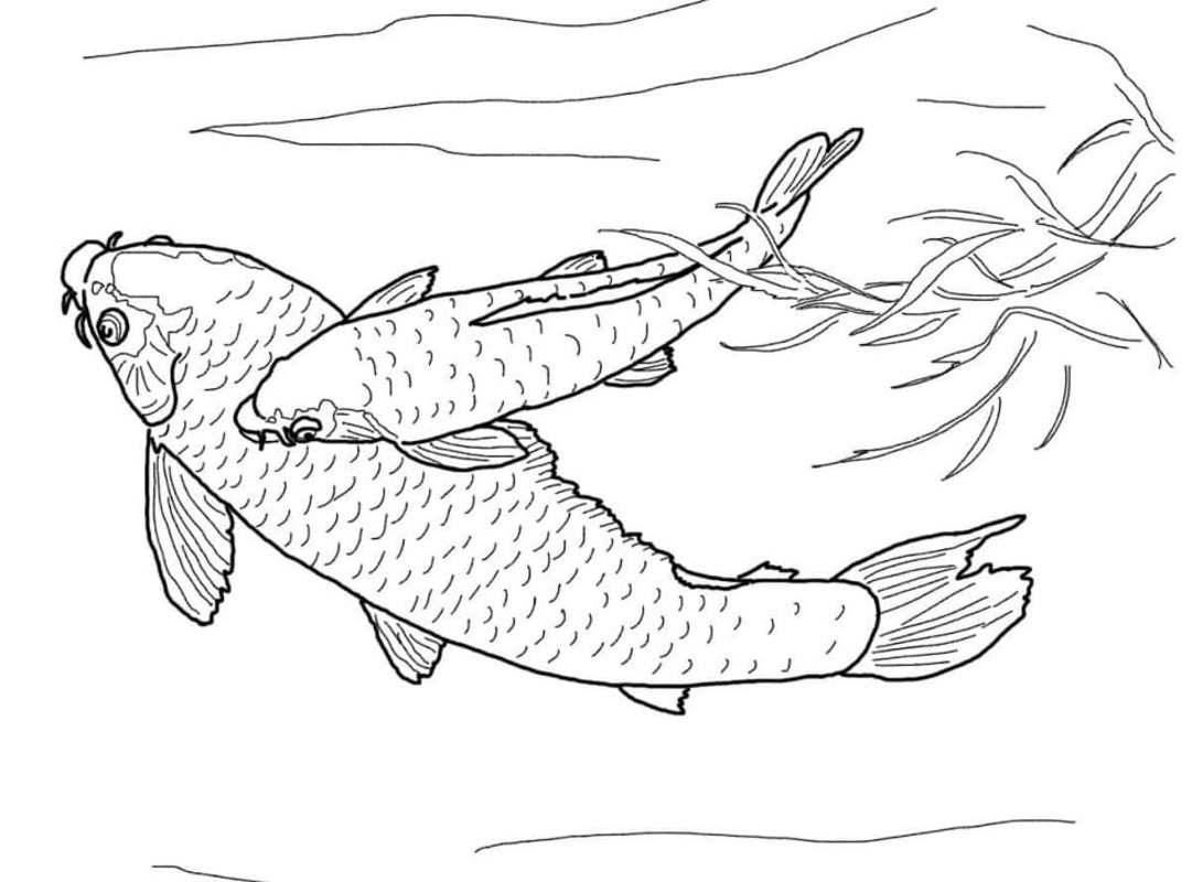 무료로 인쇄 가능 잉어