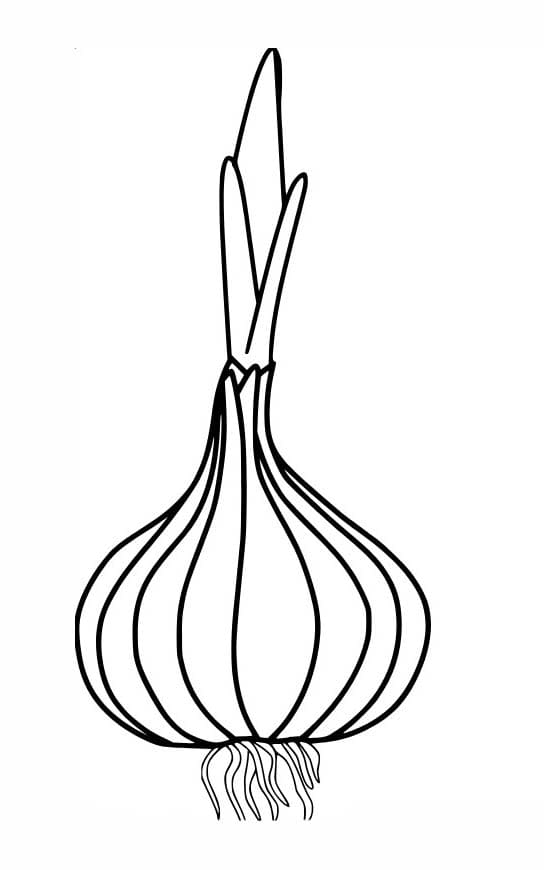 양파 그림