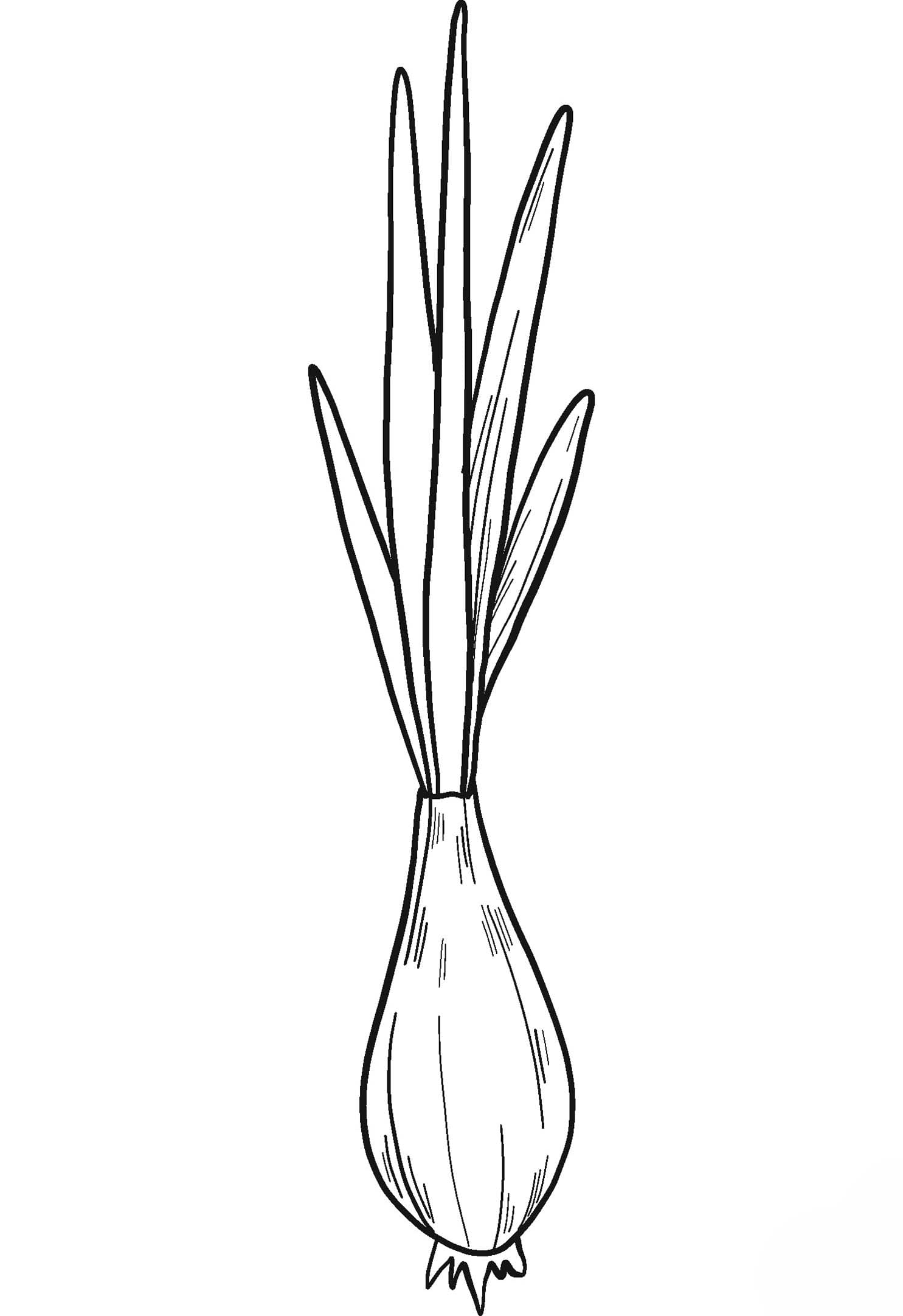 양파 이미지 단순한