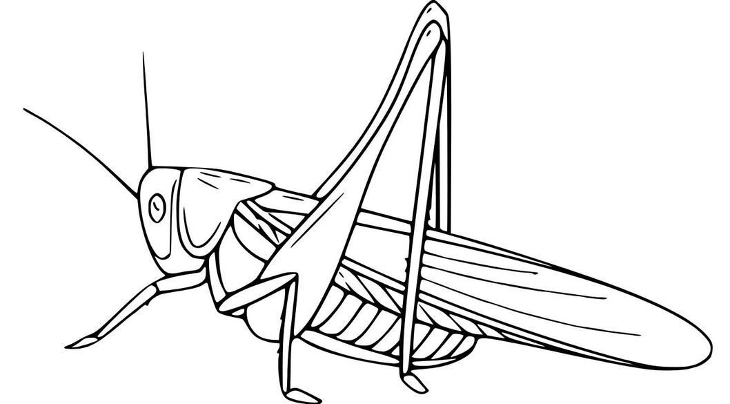 베이식 그리다 메뚜기