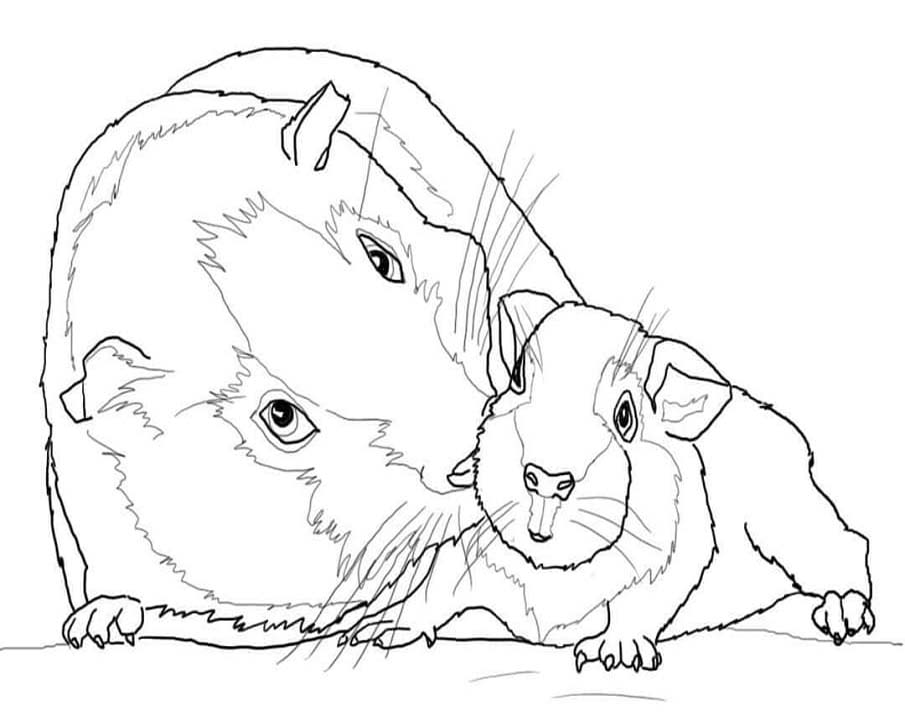 베이식 기니피그