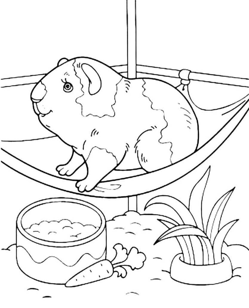 기니피그 그리다