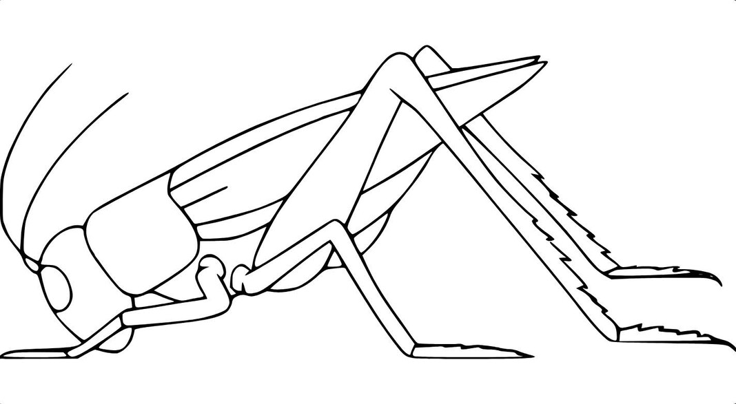 인쇄 가능 그리다 메뚜기