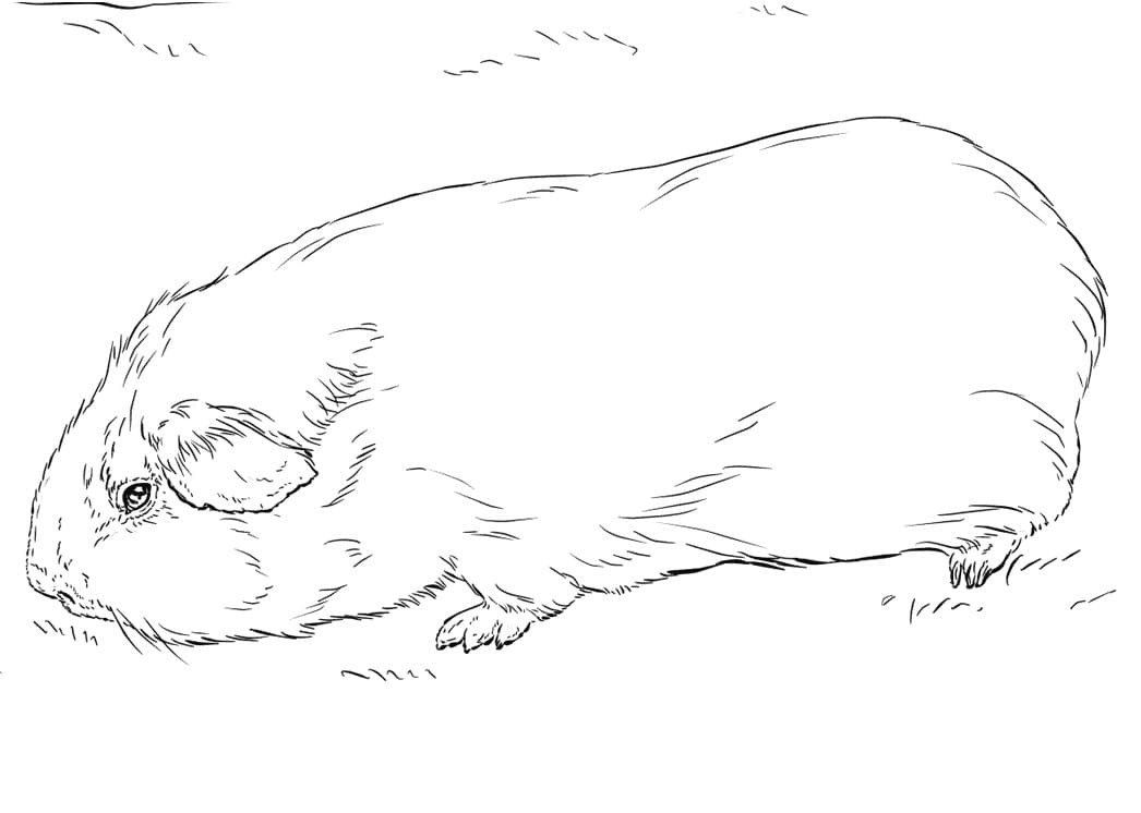 인쇄 가능 기니피그