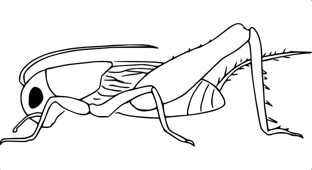 인쇄 그림 메뚜기