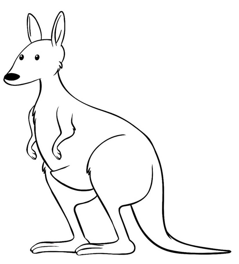 캥거루 이미지 쉬운