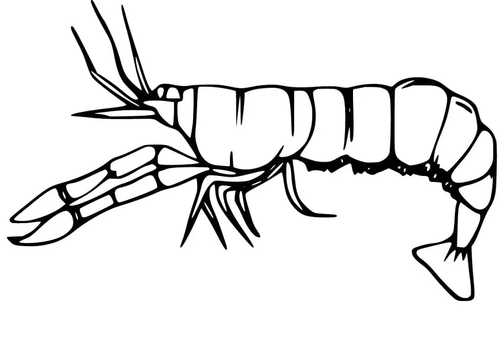 무료로 인쇄 가능 새우