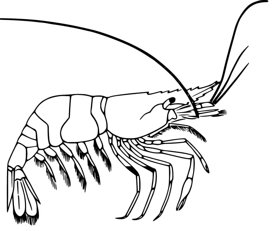 새우 이미지 인쇄 가능