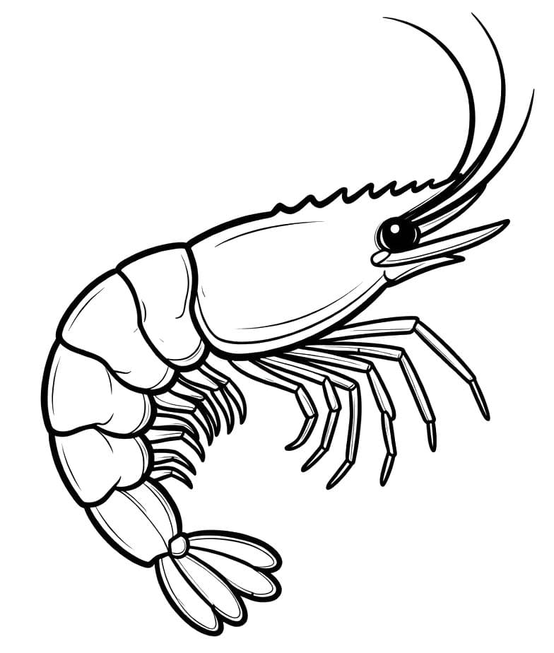 새우 색칠하기놀이