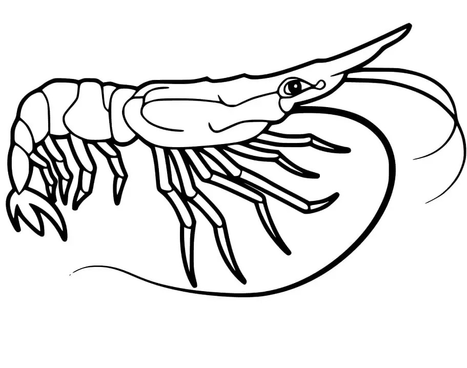 새우 이미지 무료로