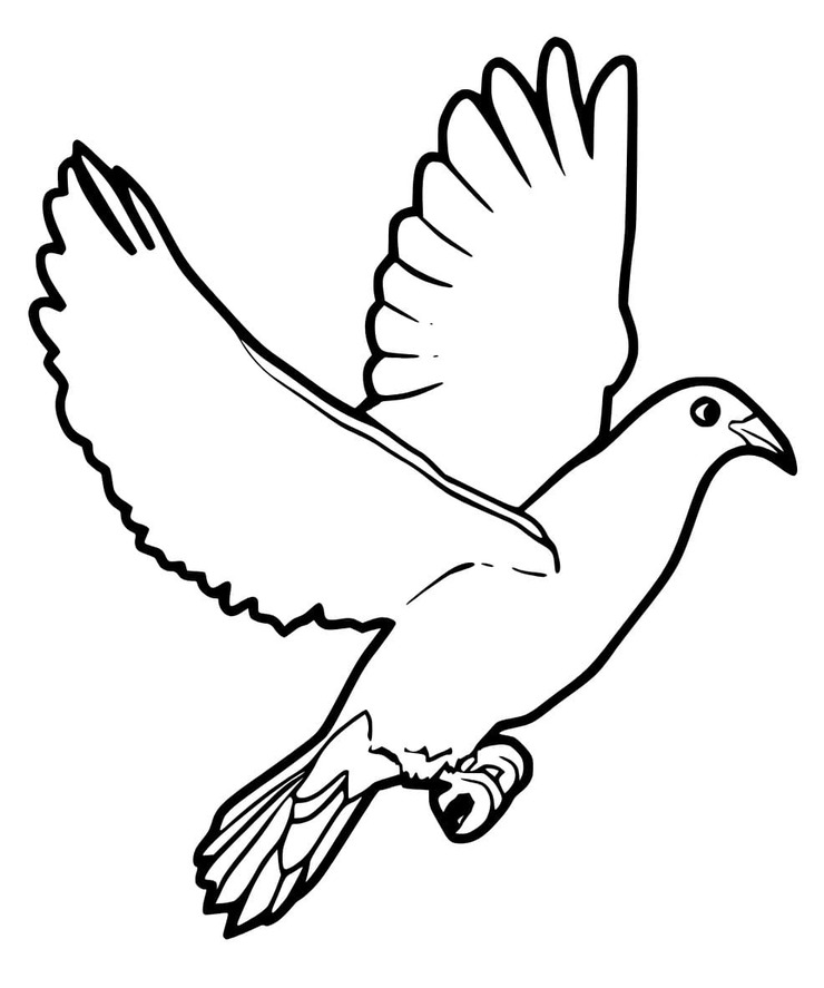 베이식 그리다 비둘기