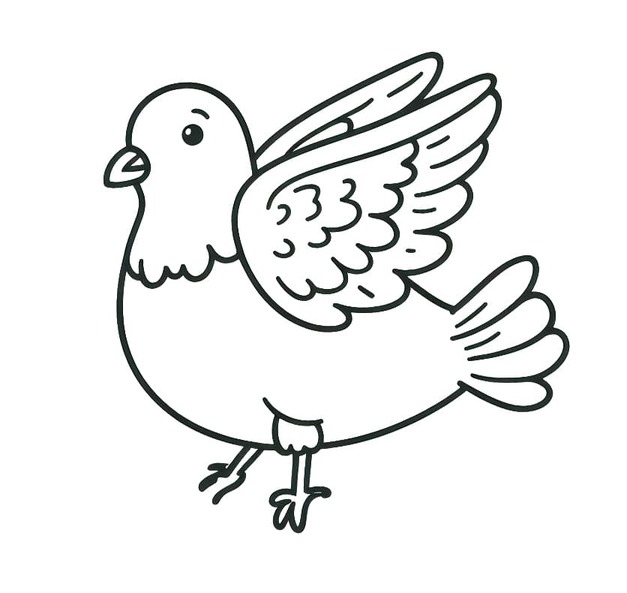 비둘기 이미지 무료