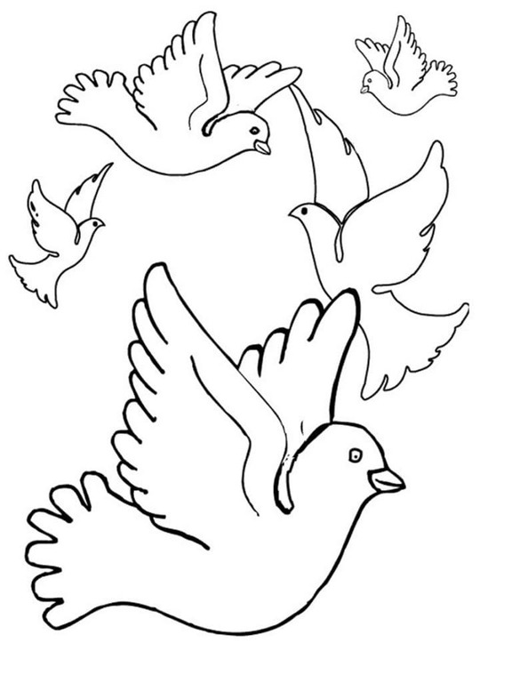 비둘기 이미지 쉬운