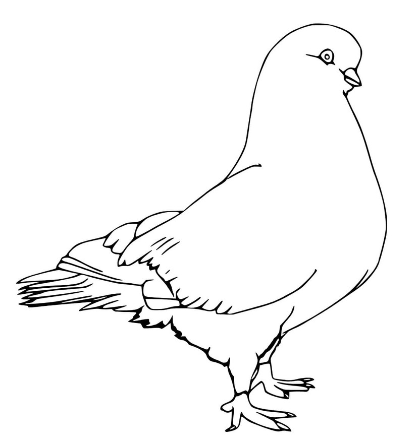 그림 비둘기 인쇄 가능