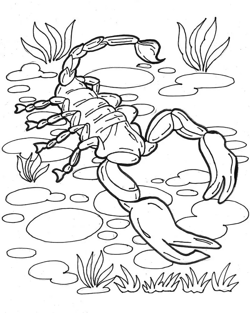 인쇄 가능 그리다 전갈