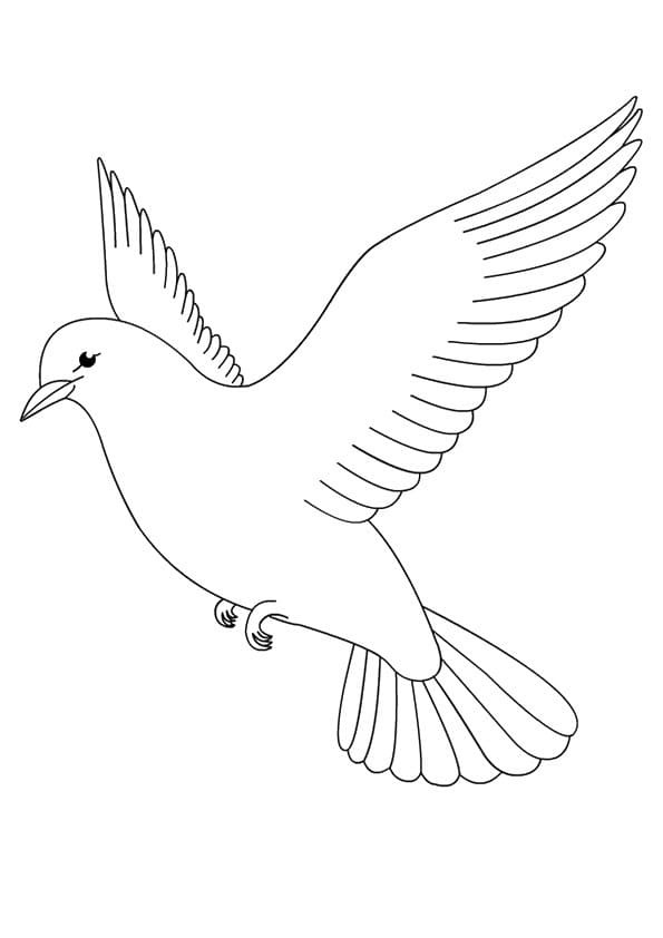 무료 그리다 비둘기