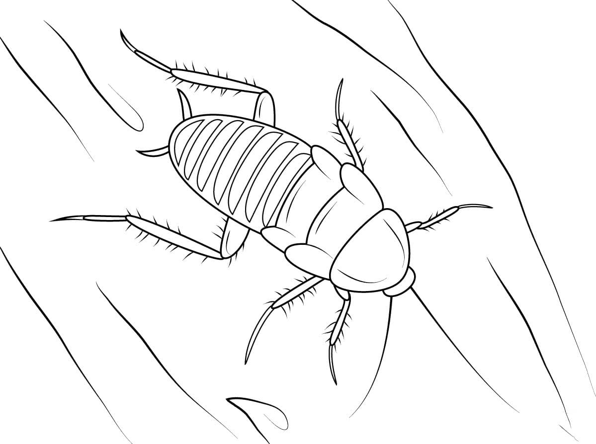 바퀴벌레 이미지 베이식