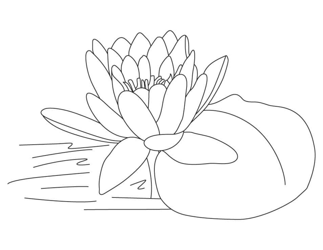 단순한 그리다 로터스