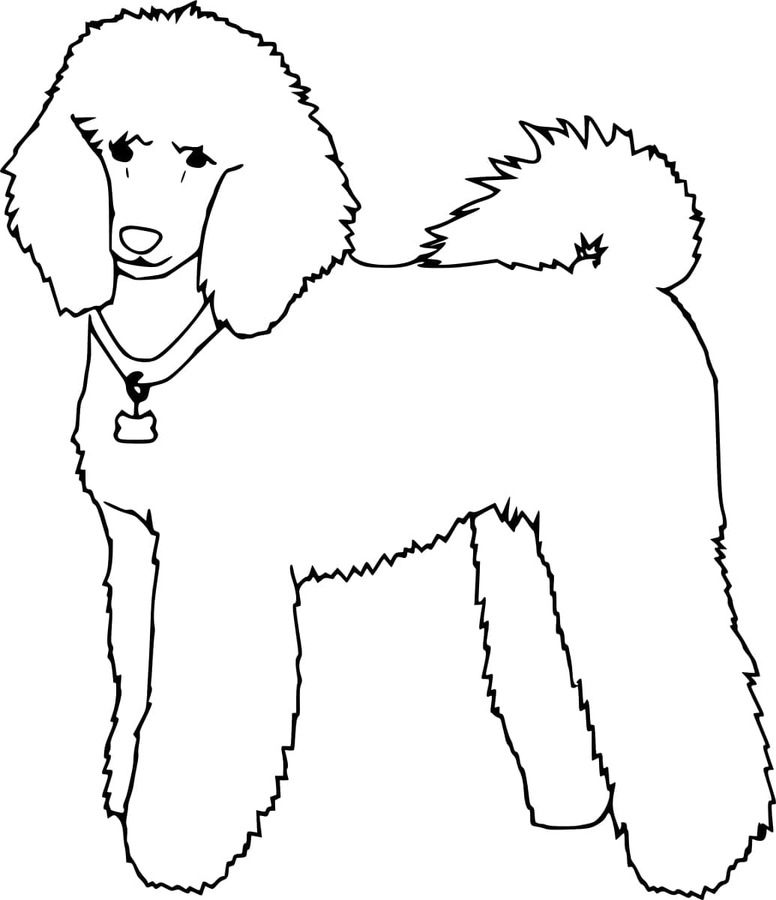 그림 푸들