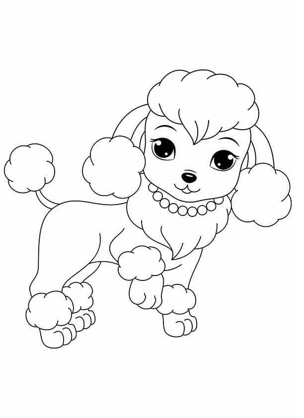 푸들 무료로