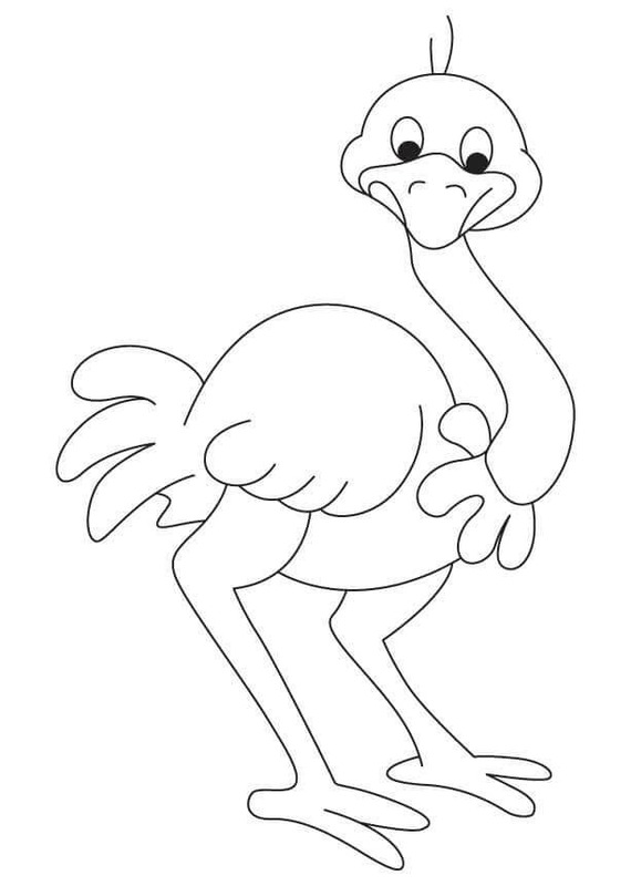 타조 이미지
