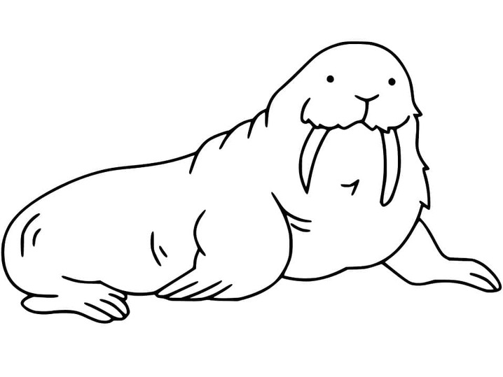 바다코끼리 그림