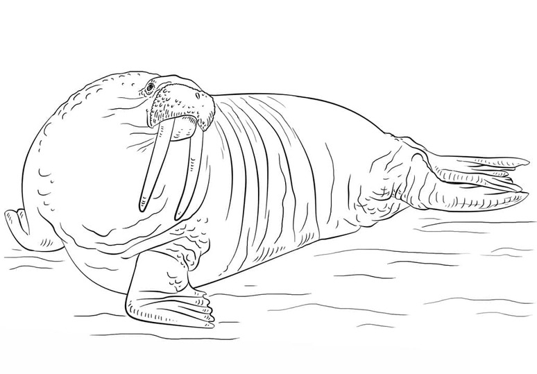 바다코끼리 무료