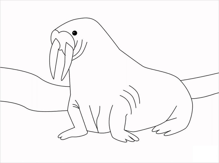 쉬운 바다코끼리