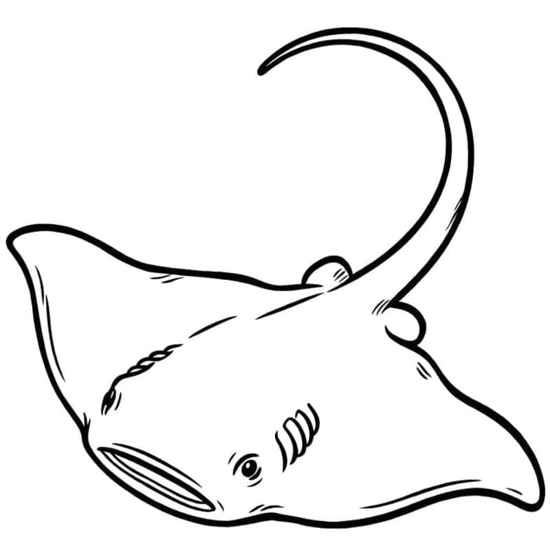 가오리 쉬운