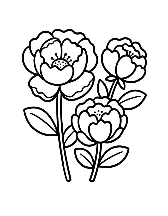 베이식 모란