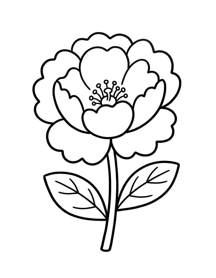 모란 베이식