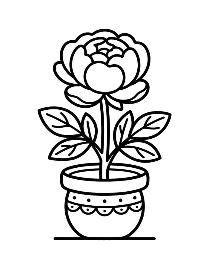 모란 단순한